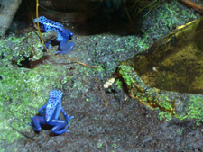 Синие лягушки
